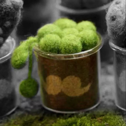 Create Cute Felt Succulents with Our Needle Felting Kit